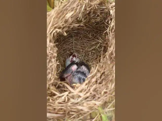 Video thumbnail for Sigle  bird Babies Wait feed eat EP#048 #nestegg #egglaying #satisfying #nestling  #birds #babybird