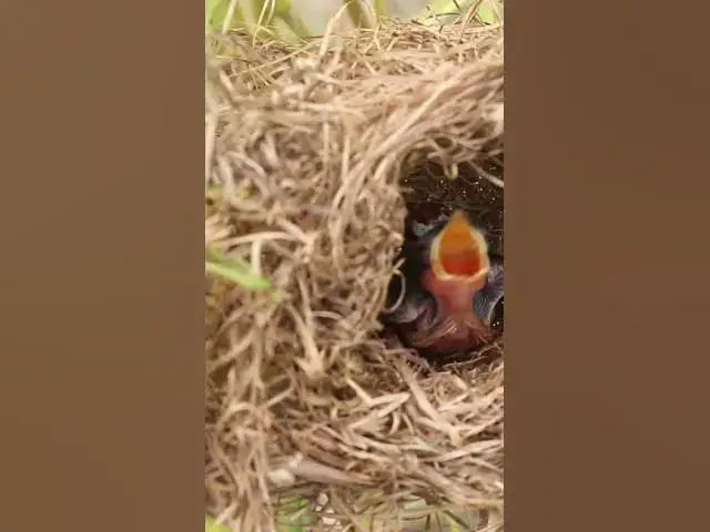 Video thumbnail for Top Baby Grown Sparrow In Nest EP#028 #nestegg #egglaying #satisfying #nestling #eggproduction