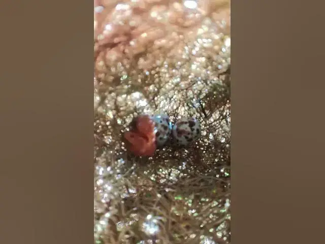 Video thumbnail for Top Baby Golden Bird Sparrow   #egglaying #birds #birdeducation #eggproduction #nature #wildbirdlife