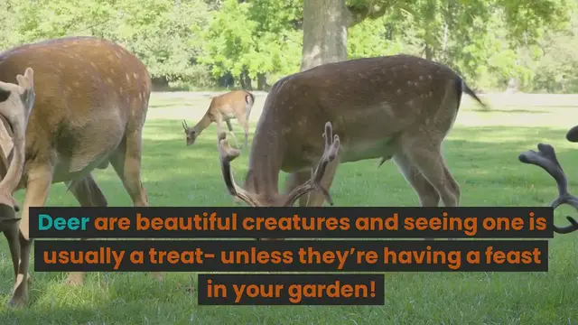 'Video thumbnail for How To Keep Deer From Eating Plants'
