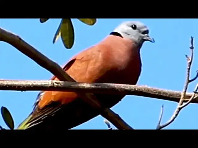 Video thumbnail for Top Cute of Family Dove Bird - Male or Female Dove birds