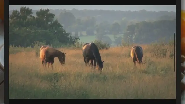 Video thumbnail for Can horses eat iceberg lettuce?