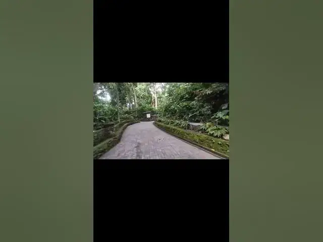 Video thumbnail for 🍃 Along the Forest Walkway — Tropical Greenery & Monkey Paths, Ubud