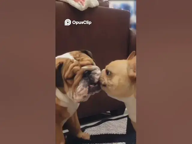 Video thumbnail for Travel Hacks for Your Dog  From Planes to Playgrounds!#funny #viral #shorts #shortvideo