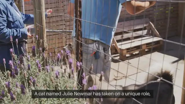 Video thumbnail for "Heroic Cat Adopts and Nurses Orphaned Puppies After Tragedy at Texas Shelter"