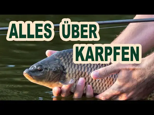 Video thumbnail for Der Karpfen: Biologie, Lebensweise und Verbreitung