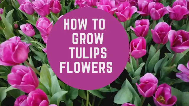 Video thumbnail for How to  Grow Tulips flowers