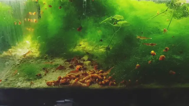 Video thumbnail for Nano Planted tank