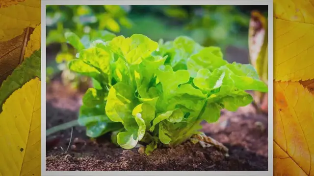 Video thumbnail for 8 Reasons Why Organic Soil Is Better