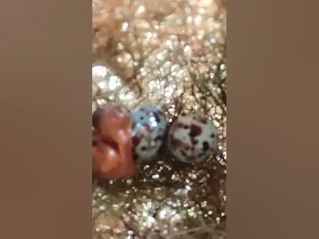 Video thumbnail for #Species #Eggshells #Feathered #Nests #Egg-laying #Hatching  #egg  #birds #egglaying #wildlifebio