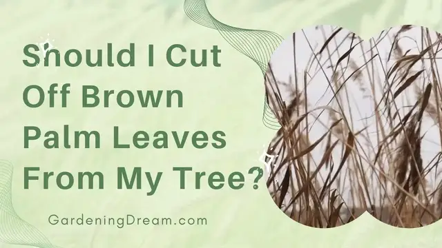 Video thumbnail for Should I Cut Off Brown Palm Leaves From My Tree
