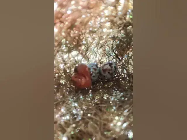 Video thumbnail for Egg & Baby Golden Bird in Nest EP#002 #nestegg #egglaying #satisfying #nestling #eggproduction