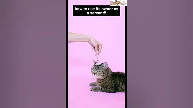 'Video thumbnail for Cat using owner as a servant #cat #viral #viralshorts #catfunny #shorts #catgrooming #funnycats'