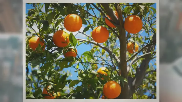Video thumbnail for What Vitamin Do You Get from Oranges?