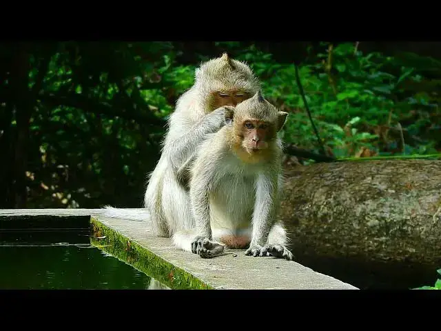 Video thumbnail for Monkey forest lifestyle#monkeysr #baby