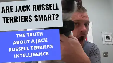 'Video thumbnail for Are Jack Russell Terrier's Smart? : Examples of A Jack Russell's IQ and Intelligence'