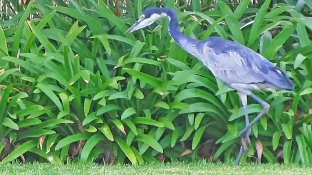 Video thumbnail for HERON SHOWS OFF ITS EPIC HUNTING SKILLS