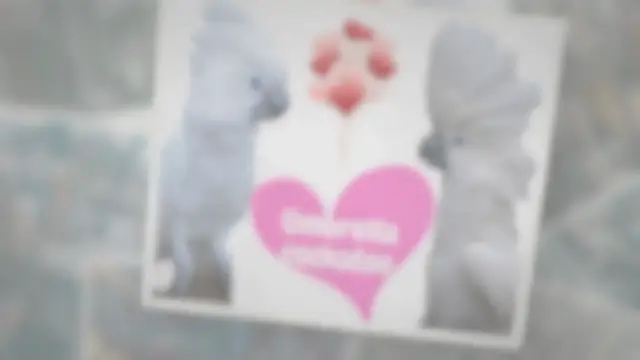 Video thumbnail for Umbrella cockatoo