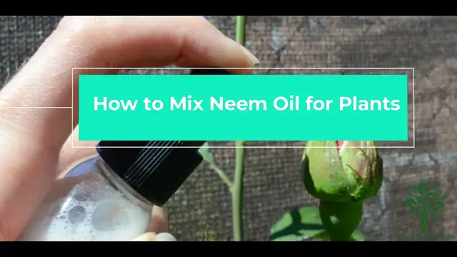 Video thumbnail for How to Mix Neem Oil for Plants - 🌱 - Organic Pesticide ✅