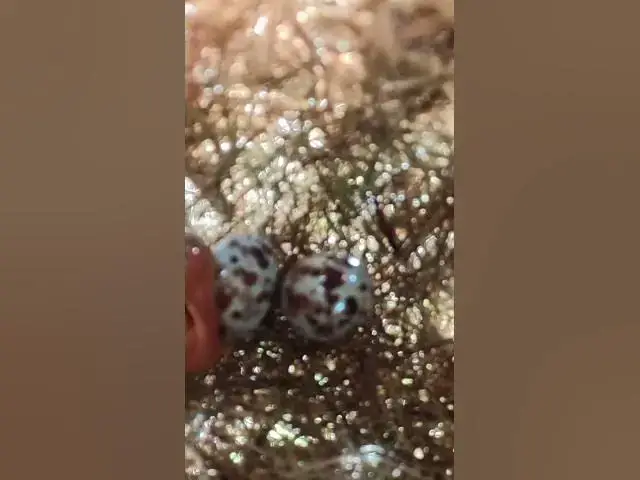 Video thumbnail for Egg & Baby Golden Bird in Nest EP#001  #nestegg #egglaying #satisfying #nestling #eggproduction