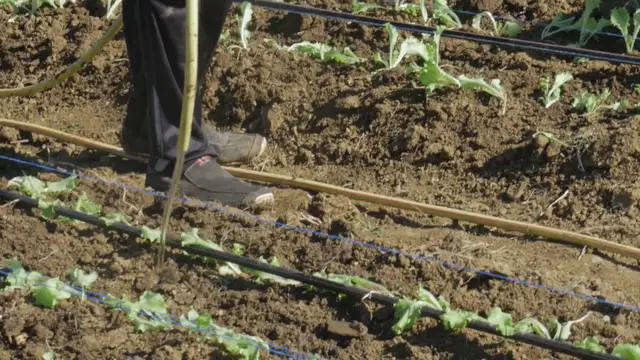 'Video thumbnail for Fastest growing vegetables'