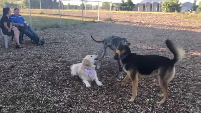 Video thumbnail for Dogs Playing hard !