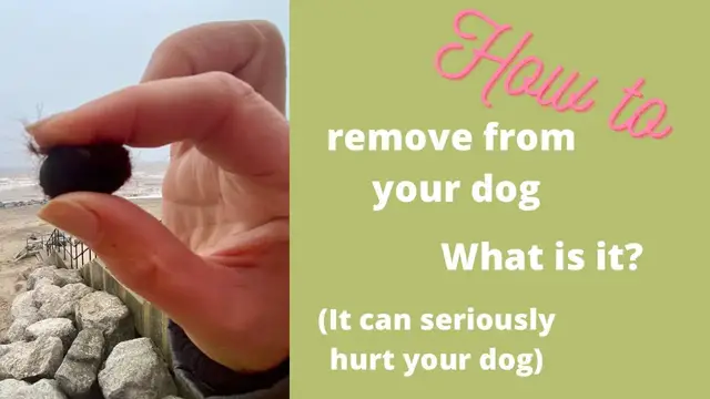 Video thumbnail for Do You Walk Your Dog on a Beach? Sandstones Between Dog Paw Pads Causes Pain: Prevent & Remove