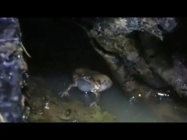 'Video thumbnail for Frog cry eat at night after rain'