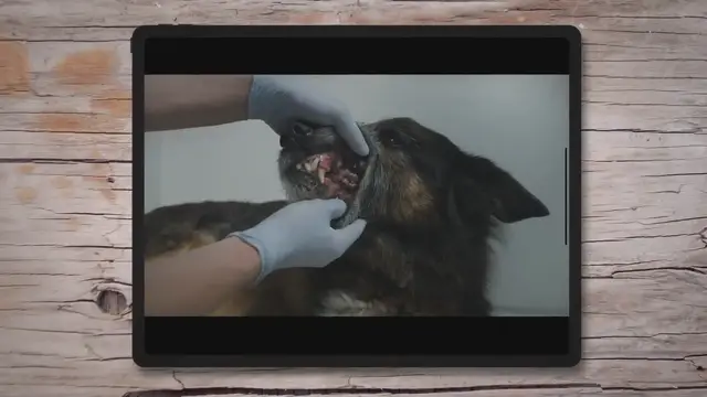 'Video thumbnail for Dog Dental Care Mistakes'