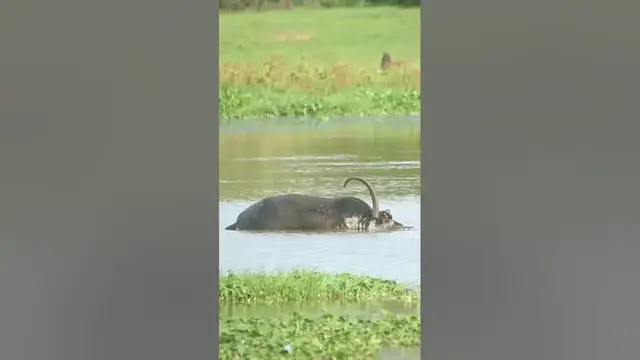 Video thumbnail for Dead water buffalo #shorts