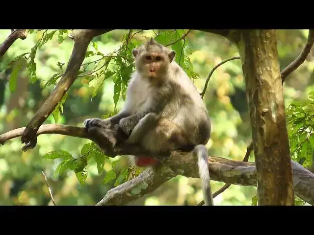 Video thumbnail for Enjoy the monkey life in the present.#monkey life#wildlifeentertainment #babyanimal #monkey