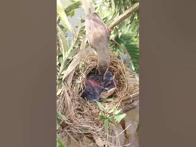 Video thumbnail for Mother bird got sweet food  #birds #sales #maketing #shorts