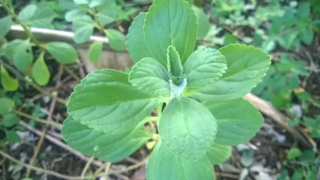 Video thumbnail for 3 Simple Ways To Use Panadol Plant