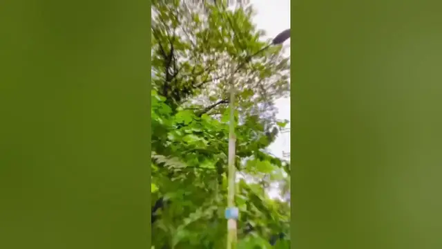 Video thumbnail for Nature