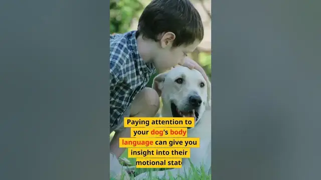 Video thumbnail for Reading Your Dog's Emotions: A Guide for Dog Owners