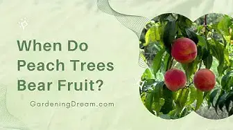 Video thumbnail for When Do Peach Trees Bear Fruit?