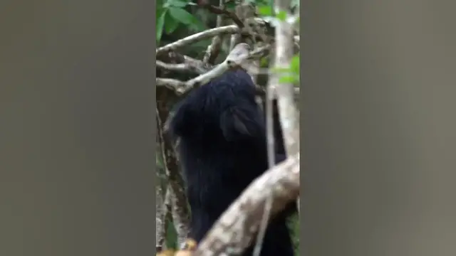 Video thumbnail for Sloth Bear Eating Berries #shorts