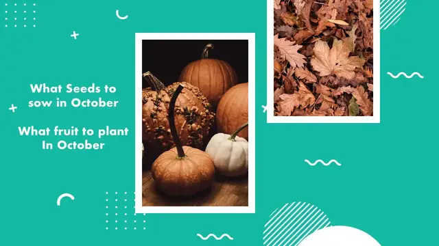 'Video thumbnail for 🎥 ✅ What to Sow in October 🌱🍎 | Best Vegetables & Fruits to Plant This Month for a Productive Garden 🌿✨'