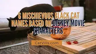 Video thumbnail for 6 MISCHIEVOUS BLACK CAT NAMES BASED ON DISNEY MOVIE CHARACTERS