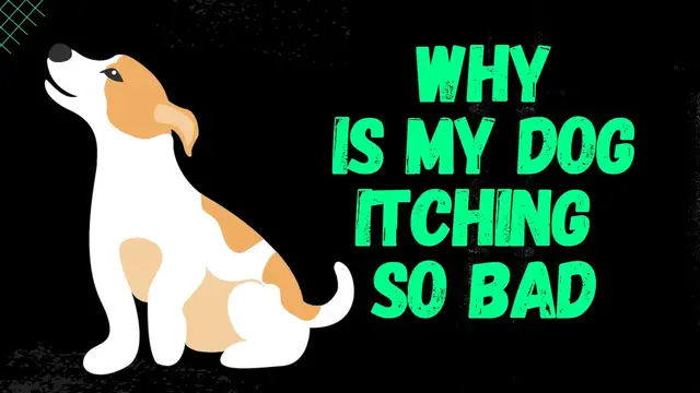 Video thumbnail for Why Is My dog Itching So Bad [smallanimaladvice.com]