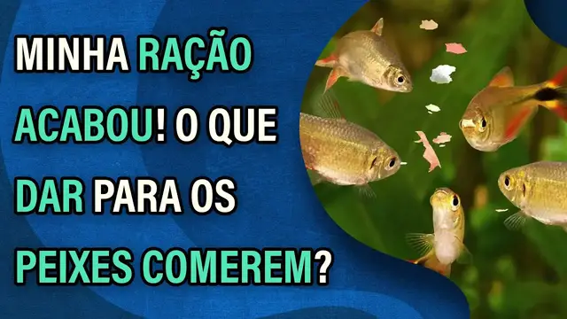 Video thumbnail for Minha ração acabou! O que dar para meus peixes comerem?