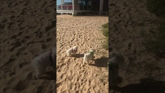 Video thumbnail for Harassed by my wee sister on the beach, can’t get to dig an escape route 👀 #spaceinvader #dogs