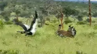 Video thumbnail for Secretary Bird Shows Off to World's Heaviest Flying Bird