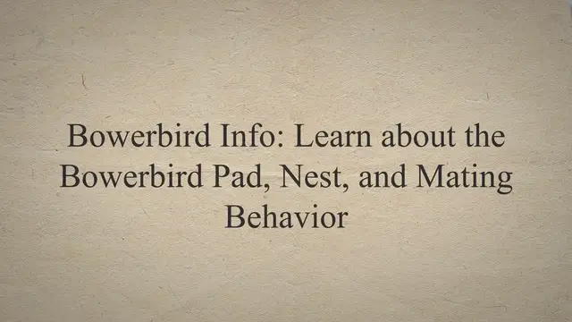 Video thumbnail for Bowerbird Info: Learn about the Bowerbird Pad, Nest, & Mating Behavior