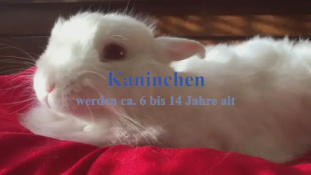 'Video thumbnail for Kaninchen Allgemeine Informationen'