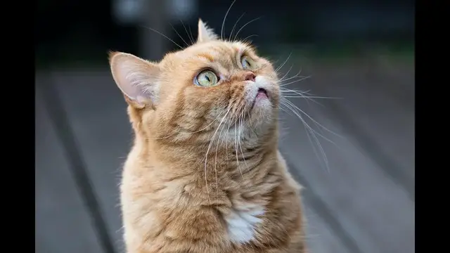 Video thumbnail for Kot brytyjski krótkowłosy – opis kociej rasy