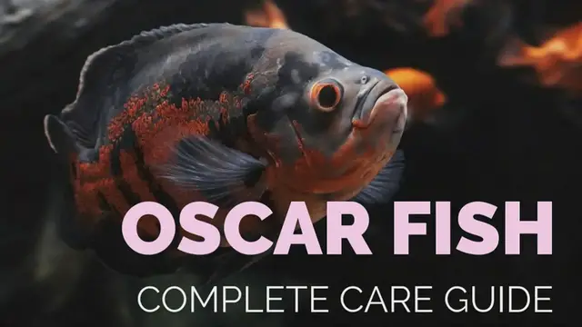 Video thumbnail for OSCAR_FISH_Guide