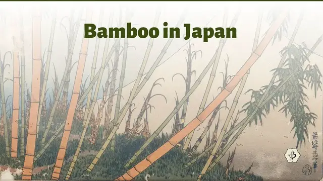 Video thumbnail for Bamboo in Japan