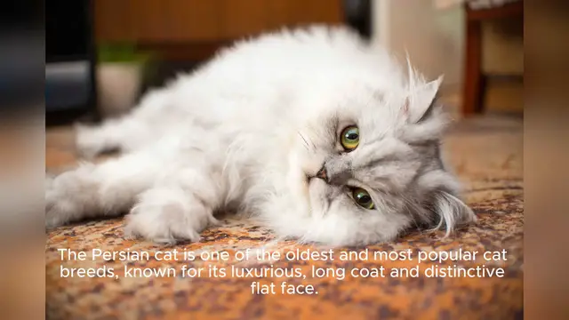 Video thumbnail for Persian