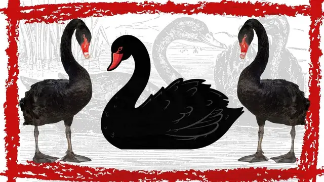 Video thumbnail for Black Swan (Cygnus Atratus) Video | Black Swan Bird Sound | Black Swan Bird Call/Song
